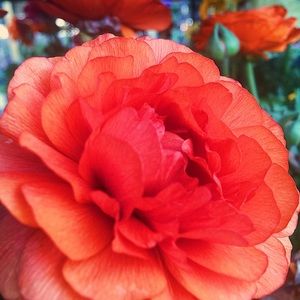 Meet your Posher, Bindi